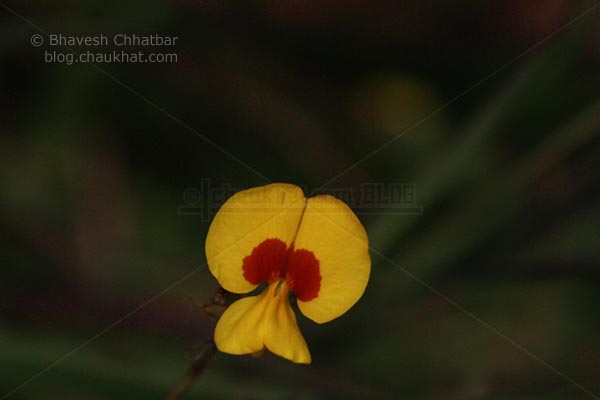 Bristly Smithia [AKA Smithia Setulosa, Motha Kawla, मोठा कवला]